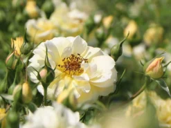 Bodendecker-Rose 'Bienenweide ® Gelb' 21 Bodendecker-Rose 'Bienenweide ® Gelb' -Deutschland Garten Funk Verkaufs-Shop beetrose bienenweide gelb m094434 w 2