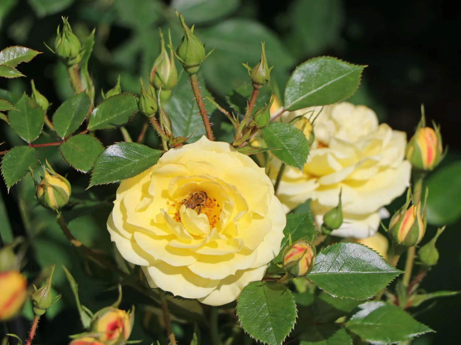 Bodendecker-Rose 'Bienenweide ® Gelb' 9 Bodendecker-Rose 'Bienenweide ® Gelb' – Bild 9