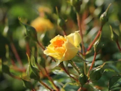 Bodendecker-Rose 'Bienenweide ® Gelb' 20 Bodendecker-Rose 'Bienenweide ® Gelb' -Deutschland Garten Funk Verkaufs-Shop beetrose bienenweide gelb m094434 w 4