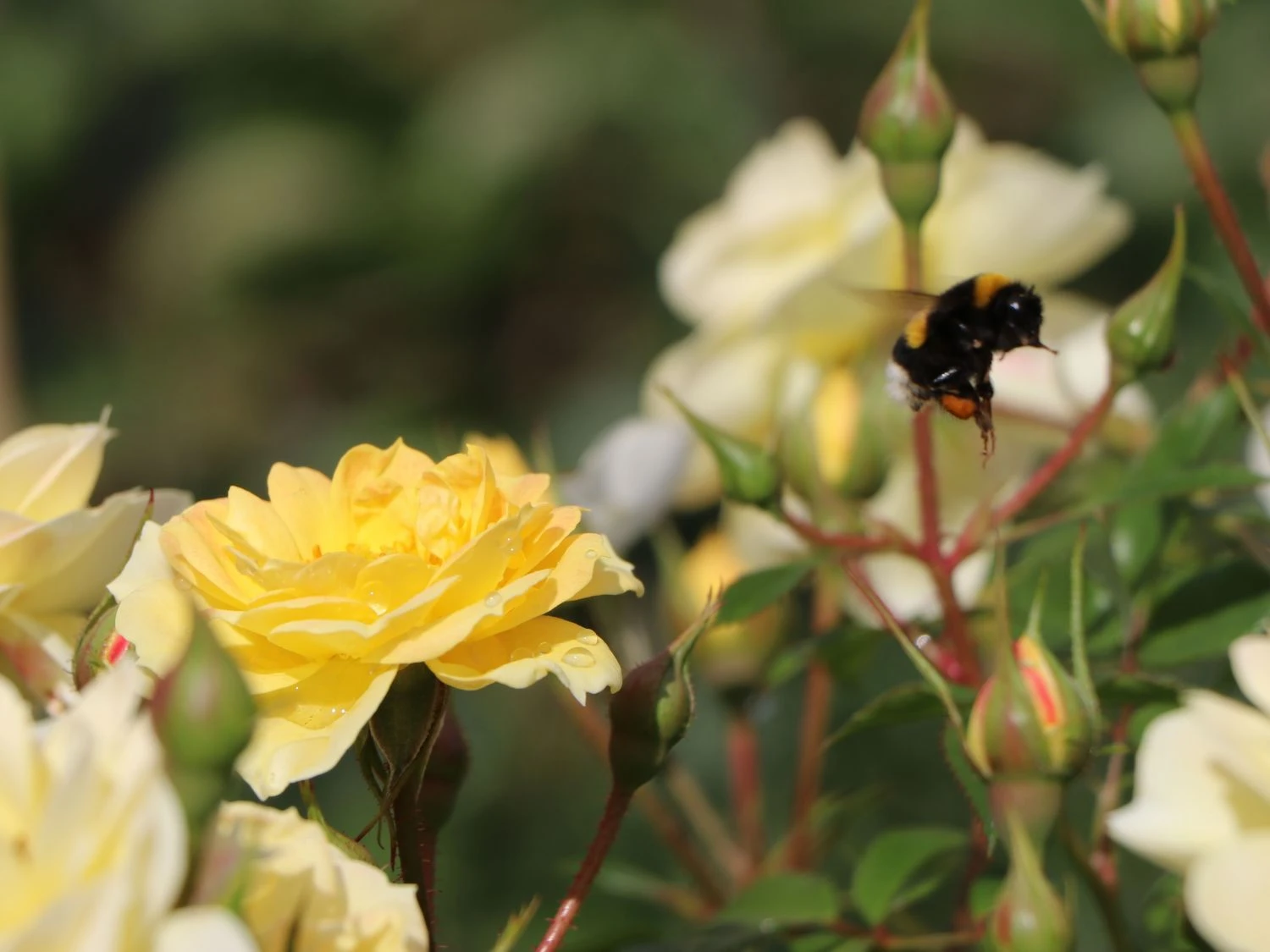 Bodendecker-Rose 'Bienenweide ® Gelb' 2 Bodendecker-Rose 'Bienenweide ® Gelb' – Bild 2