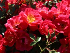 Bodendecker-Rose 'Bienenweide ® Hellrot' -Deutschland Garten Funk Verkaufs-Shop beetrose bienenweide hellrot m094436 w 4