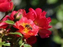 Bodendecker-Rose 'Bienenweide ® Hellrot' -Deutschland Garten Funk Verkaufs-Shop beetrose bienenweide hellrot m094436 w 6