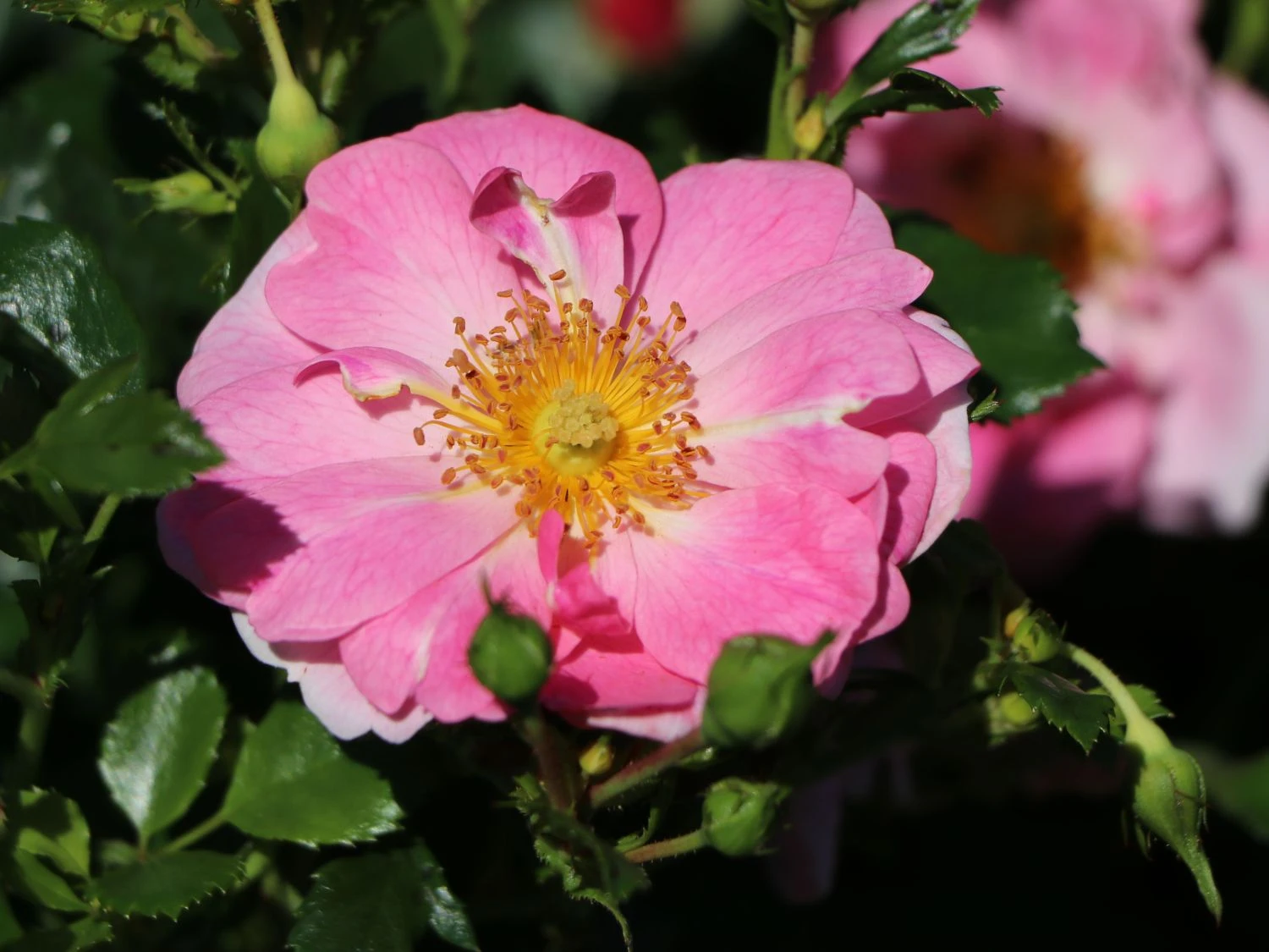Bodendecker-Rose 'Bienenweide ® Rosa' 1 Bodendecker-Rose 'Bienenweide ® Rosa'