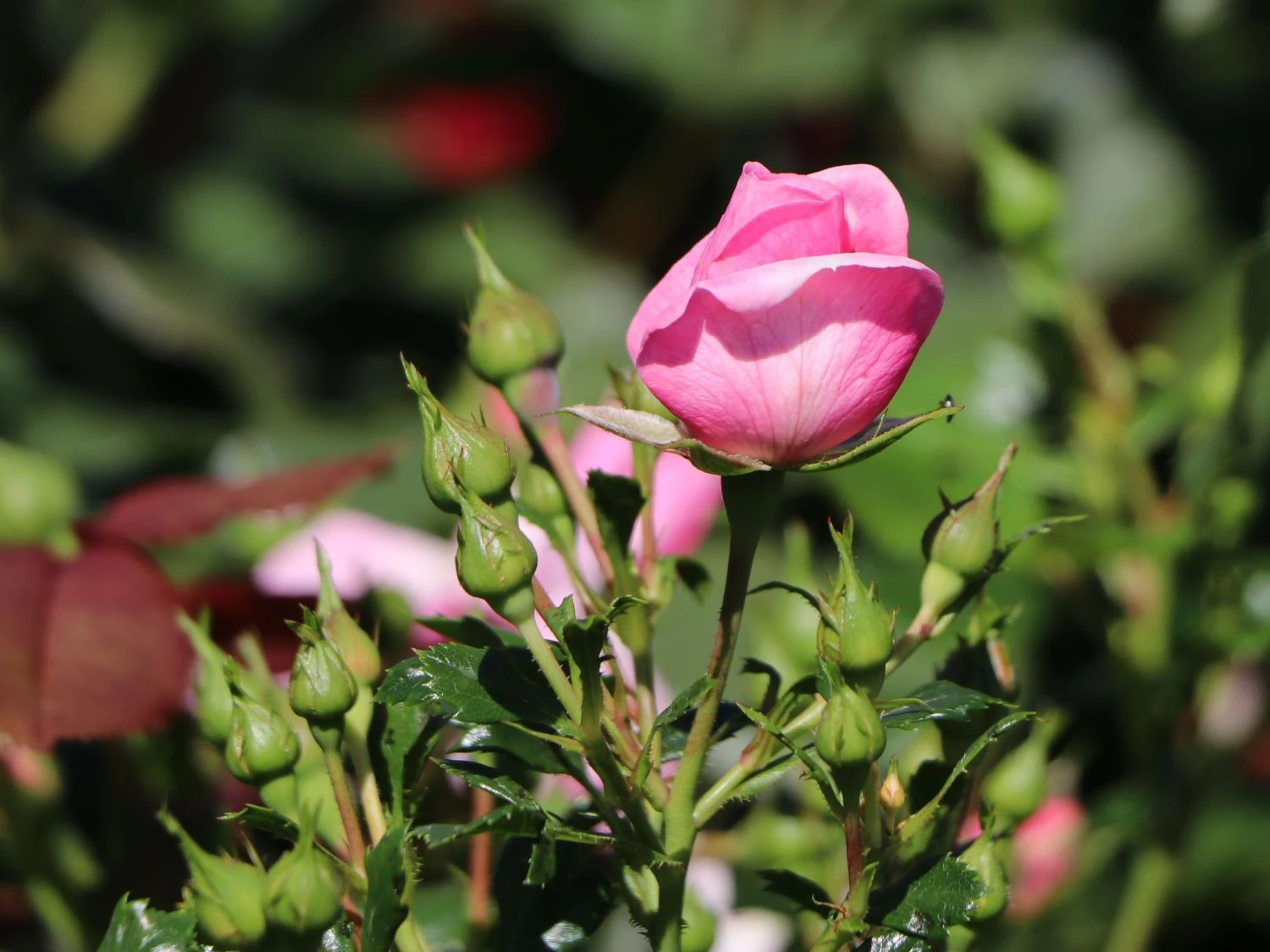 Bodendecker-Rose 'Bienenweide ® Rosa' 8 Bodendecker-Rose 'Bienenweide ® Rosa' – Bild 8