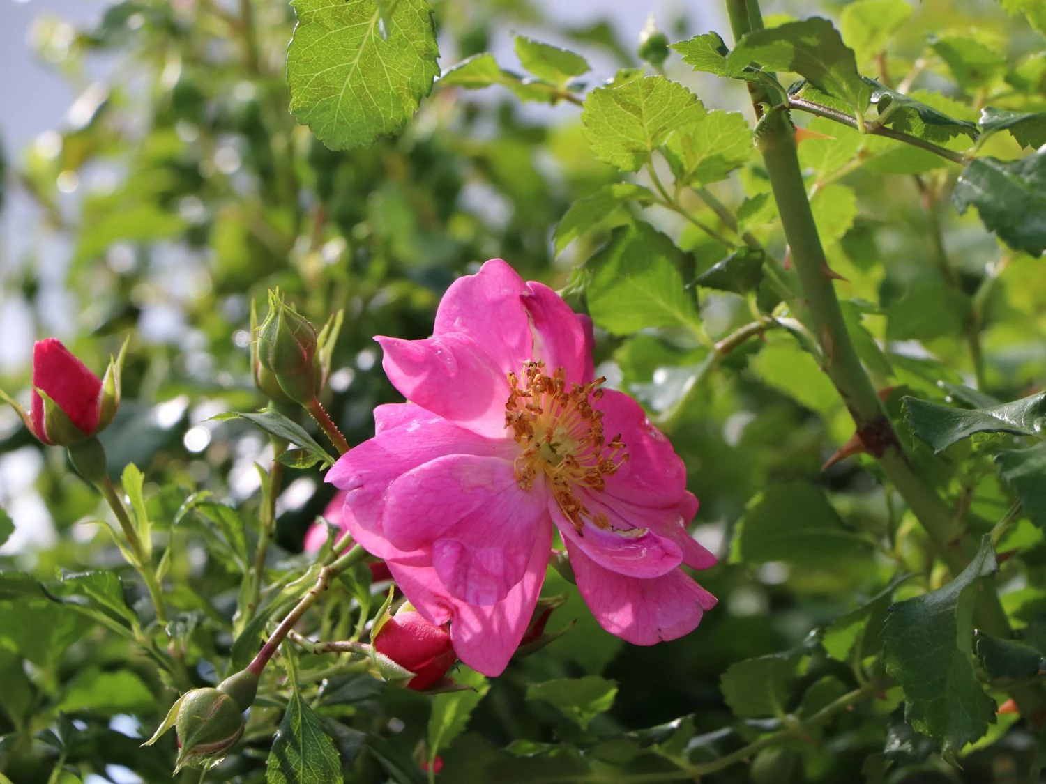 Bodendecker-Rose 'Bienenweide ® Rosa' 6 Bodendecker-Rose 'Bienenweide ® Rosa' – Bild 6