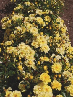 Bodendecker-Rose 'Bienenweide ® Gelb' 25 Bodendecker-Rose 'Bienenweide ® Gelb' -Deutschland Garten Funk Verkaufs-Shop beetrose bienenweide rose gelb m094434 w 0