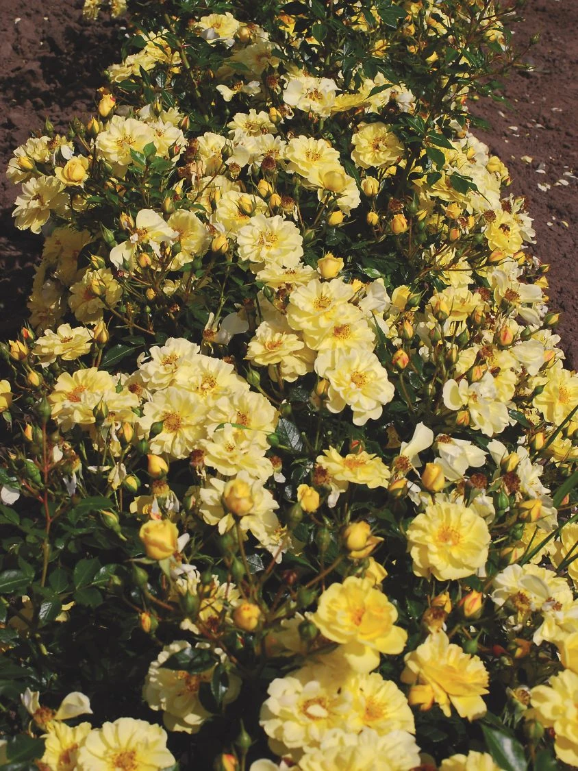 Bodendecker-Rose 'Bienenweide ® Gelb' 12 Bodendecker-Rose 'Bienenweide ® Gelb' – Bild 12