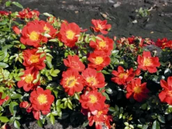 Bodendecker-Rose 'Bienenweide ® Hellrot'
