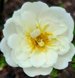 Bodendecker-Rose 'Bienenweide ® Weiß' -Deutschland Garten Funk Verkaufs-Shop beetrose bienenweide weiss m094377 1010650 0