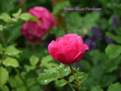 Beetrose 'Blue Parfum' ® -Deutschland Garten Funk Verkaufs-Shop beetrose blue parfum m005644 1341765 0