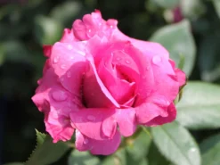 Beetrose 'Blue Parfum' ®