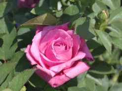 Beetrose 'Blue Parfum' ® -Deutschland Garten Funk Verkaufs-Shop beetrose blue parfum m005644 w 1