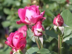 Beetrose 'Blue Parfum' ® -Deutschland Garten Funk Verkaufs-Shop beetrose blue parfum m005644 w 2