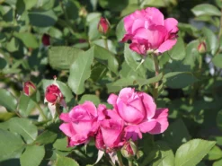 Beetrose 'Blue Parfum' ® -Deutschland Garten Funk Verkaufs-Shop beetrose blue parfum m005644 w 3