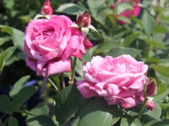 Beetrose 'Blue Parfum' ® -Deutschland Garten Funk Verkaufs-Shop beetrose blue parfum m005644 w 4