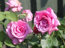 Beetrose 'Blue Parfum' ® -Deutschland Garten Funk Verkaufs-Shop beetrose blue parfum m005644 w 7