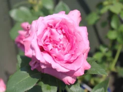 Beetrose 'Blue Parfum' ® -Deutschland Garten Funk Verkaufs-Shop beetrose blue parfum m005644 w 8