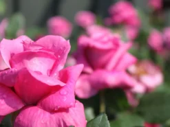 Beetrose 'Blue Parfum' ® -Deutschland Garten Funk Verkaufs-Shop beetrose blue parfum m005644 w 9