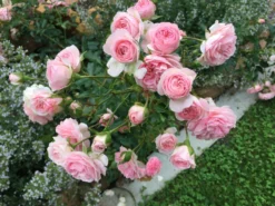 Beetrose / Bodendecker-Rose 'Larissa' ® -Deutschland Garten Funk Verkaufs-Shop beetrose bodendecker rose larissa m043061 980352 0