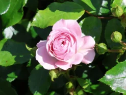 Beetrose / Bodendecker-Rose 'Larissa' ® -Deutschland Garten Funk Verkaufs-Shop beetrose bodendecker rose larissa m043061 w 1