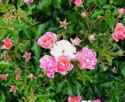 Beetrose / Bodendecker-Rose 'Maxi Vita' ® -Deutschland Garten Funk Verkaufs-Shop beetrose bodendecker rose maxi vita m002804 422386 0