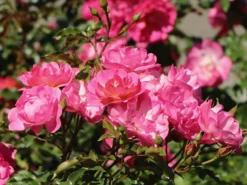 Beetrose / Bodendecker-Rose 'Maxi Vita' ®