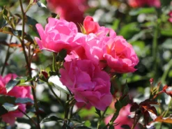 Beetrose / Bodendecker-Rose 'Maxi Vita' ® -Deutschland Garten Funk Verkaufs-Shop beetrose bodendecker rose maxi vita m002804 w 0