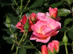 Beetrose / Bodendecker-Rose 'Maxi Vita' ® -Deutschland Garten Funk Verkaufs-Shop beetrose bodendecker rose maxi vita m002804 w 1