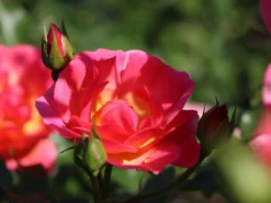 Beetrose / Bodendecker-Rose 'Maxi Vita' ® -Deutschland Garten Funk Verkaufs-Shop beetrose bodendecker rose maxi vita m002804 w 2