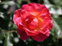 Beetrose / Bodendecker-Rose 'Maxi Vita' ® -Deutschland Garten Funk Verkaufs-Shop beetrose bodendecker rose maxi vita m002804 w 4