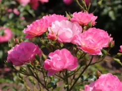 Beetrose / Bodendecker-Rose 'Maxi Vita' ® -Deutschland Garten Funk Verkaufs-Shop beetrose bodendecker rose maxi vita m002804 w 5