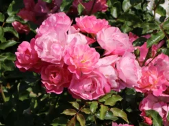 Beetrose / Bodendecker-Rose 'Maxi Vita' ® -Deutschland Garten Funk Verkaufs-Shop beetrose bodendecker rose maxi vita m002804 w 6