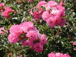 Beetrose / Bodendecker-Rose 'Maxi Vita' ® -Deutschland Garten Funk Verkaufs-Shop beetrose bodendecker rose maxi vita m002804 w 7