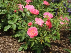 Beetrose / Bodendecker-Rose 'Maxi Vita' ® -Deutschland Garten Funk Verkaufs-Shop beetrose bodendecker rose maxi vita m002804 w 8