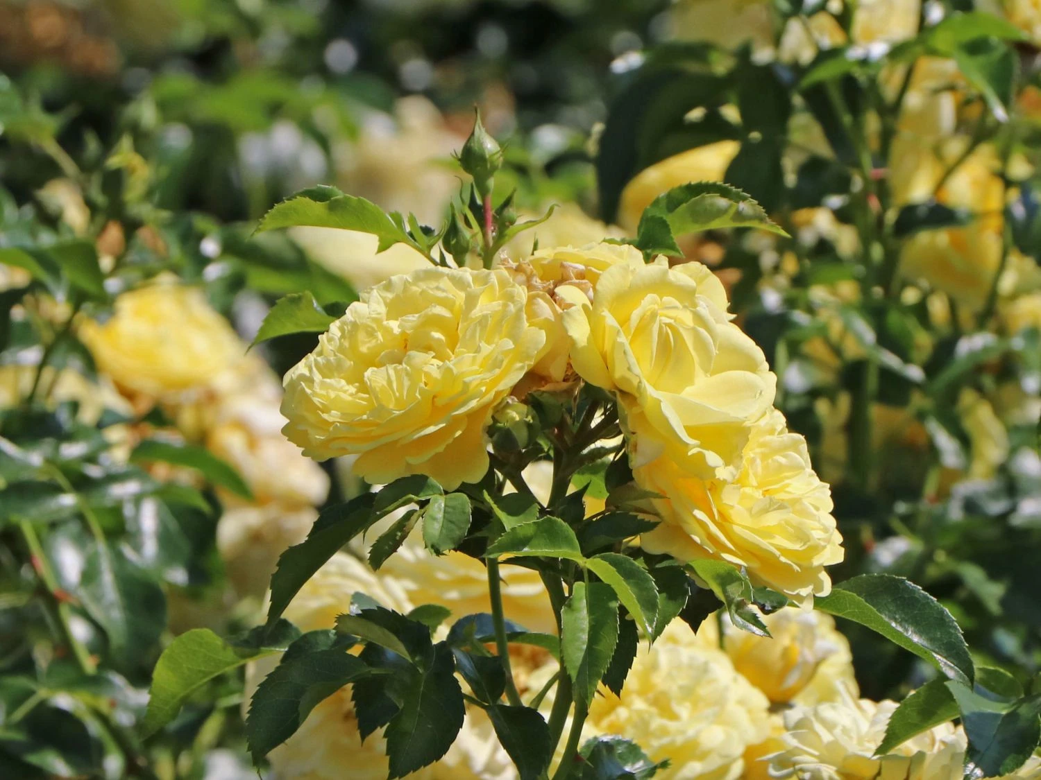 Beetrose / Bodendecker-Rose 'Solero' ® 1 Beetrose / Bodendecker-Rose 'Solero' ®