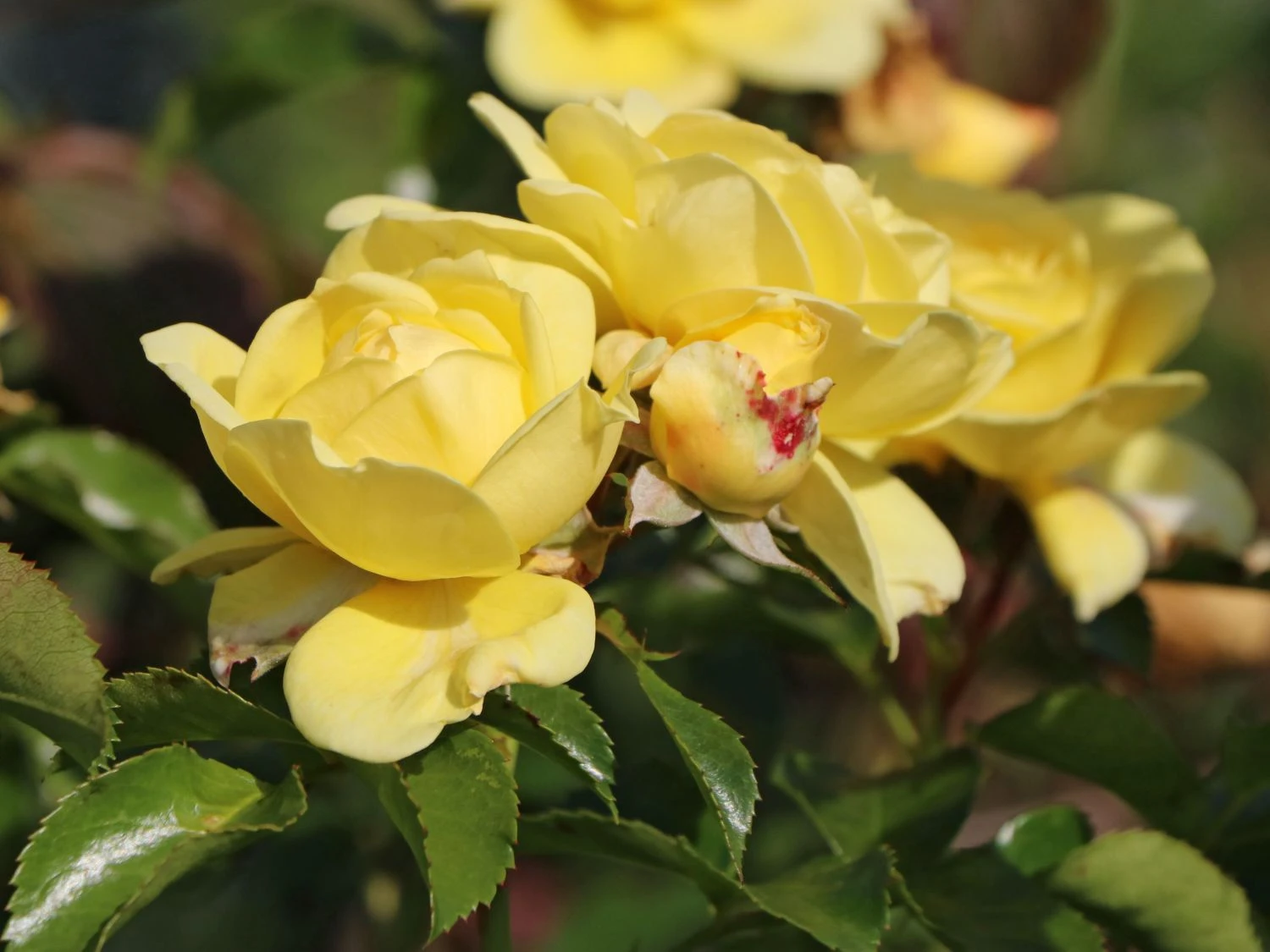 Beetrose / Bodendecker-Rose 'Solero' ® 6 Beetrose / Bodendecker-Rose 'Solero' ® – Bild 6