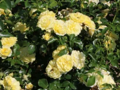 Beetrose / Bodendecker-Rose 'Solero' ® 10 Beetrose / Bodendecker-Rose 'Solero' ® -Deutschland Garten Funk Verkaufs-Shop beetrose bodendecker rose solero m048912 w 2