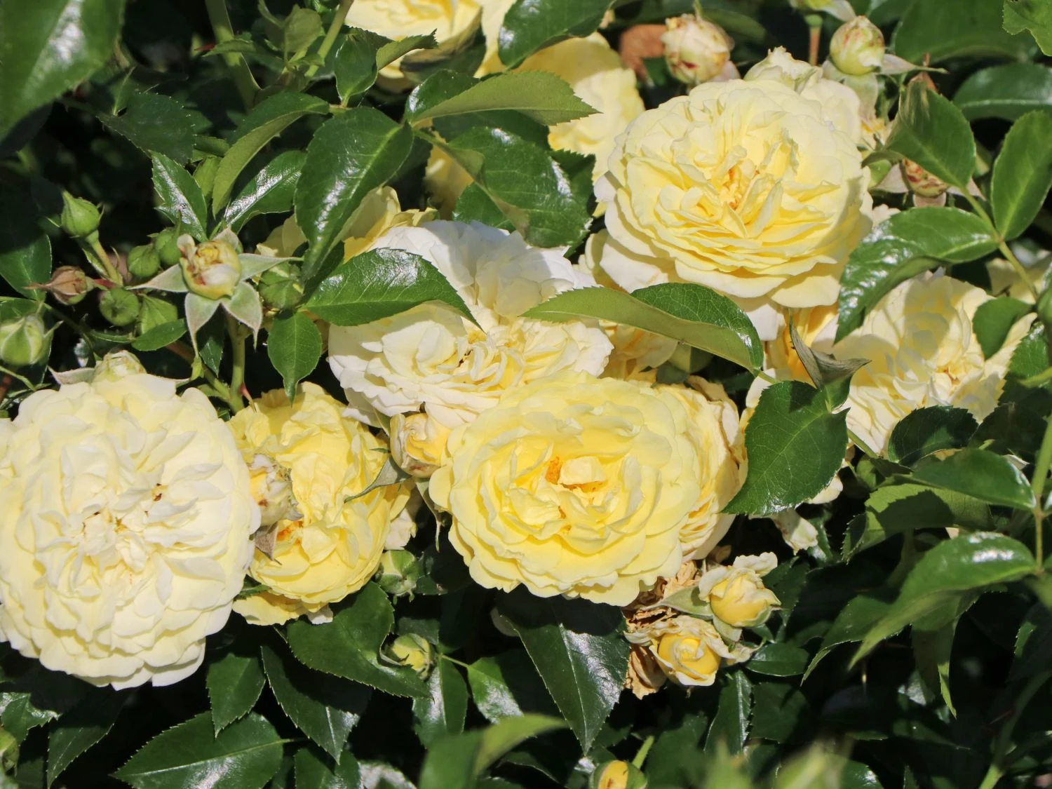 Beetrose / Bodendecker-Rose 'Solero' ® 3 Beetrose / Bodendecker-Rose 'Solero' ® – Bild 3