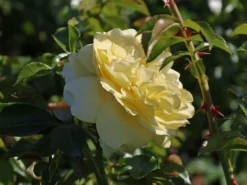 Beetrose / Bodendecker-Rose 'Solero' ® 9 Beetrose / Bodendecker-Rose 'Solero' ® -Deutschland Garten Funk Verkaufs-Shop beetrose bodendecker rose solero m048912 w 4