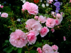 Beetrose 'Bonica ® 82' -Deutschland Garten Funk Verkaufs-Shop beetrose bonica 82 m002906 33659 0