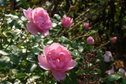 Beetrose 'Bonica ® 82' -Deutschland Garten Funk Verkaufs-Shop beetrose bonica 82 m002906 451093 0