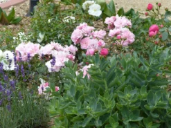 Beetrose 'Bonica ® 82' -Deutschland Garten Funk Verkaufs-Shop beetrose bonica 82 m002906 765787 0