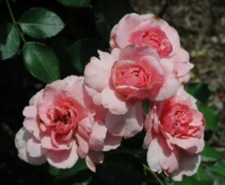 Beetrose 'Bonica ® 82' -Deutschland Garten Funk Verkaufs-Shop beetrose bonica 82 m002906 772888 0