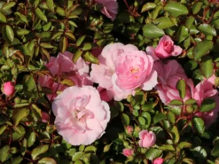 Beetrose 'Bonica ® 82' -Deutschland Garten Funk Verkaufs-Shop beetrose bonica 82 m002906 w 0