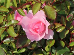 Beetrose 'Bonica ® 82' -Deutschland Garten Funk Verkaufs-Shop beetrose bonica 82 m002906 w 1