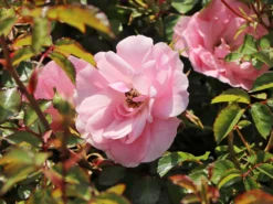 Beetrose 'Bonica ® 82' -Deutschland Garten Funk Verkaufs-Shop beetrose bonica 82 m002906 w 2