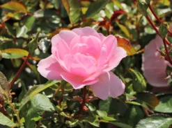 Beetrose 'Bonica ® 82' -Deutschland Garten Funk Verkaufs-Shop beetrose bonica 82 m002906 w 3