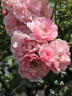 Beetrose 'Bonica ® 82' -Deutschland Garten Funk Verkaufs-Shop beetrose bonica 82 m002906 w 5