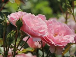 Beetrose 'Bonica ® 82' -Deutschland Garten Funk Verkaufs-Shop beetrose bonica 82 m002906 w 6