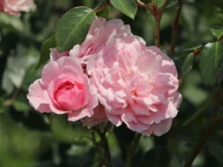 Beetrose 'Bonica ® 82' -Deutschland Garten Funk Verkaufs-Shop beetrose bonica 82 m002906 w 8